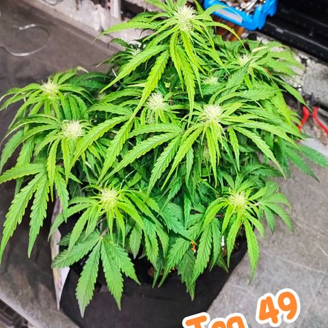 Wedding Cake 3 growlog timeline photo