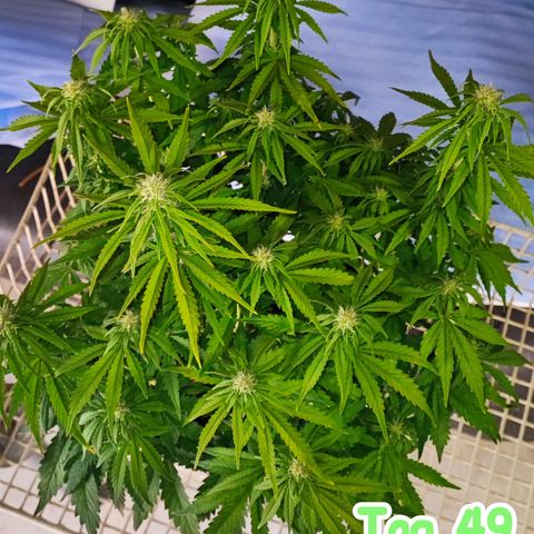 Apple Fritter Auto growlog timeline photo