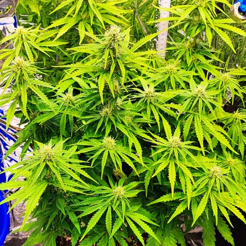 Apple Fritter Auto growlog timeline photo