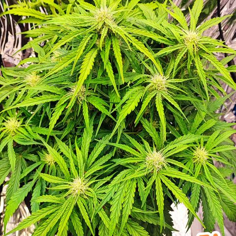 Wedding Cake 3 growlog timeline photo