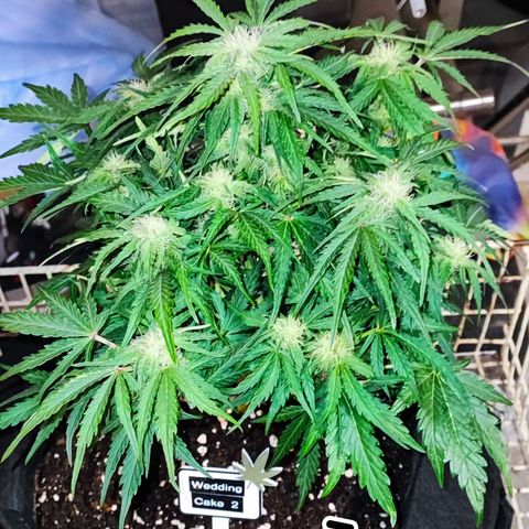Wedding Cake 2 growlog timeline photo