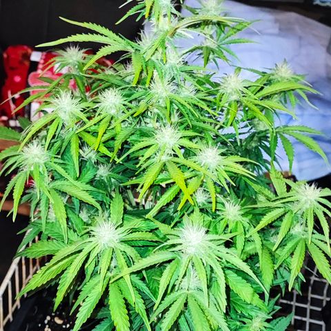 Wedding Cake 1 growlog timeline photo