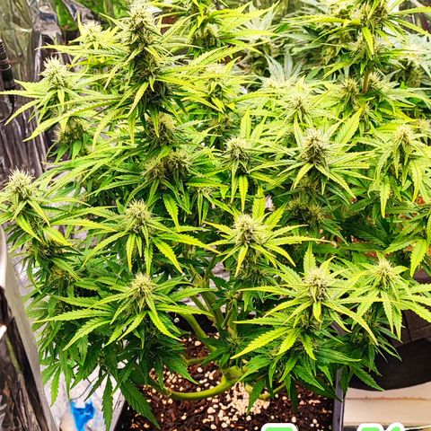 Apple Fritter Auto growlog timeline photo