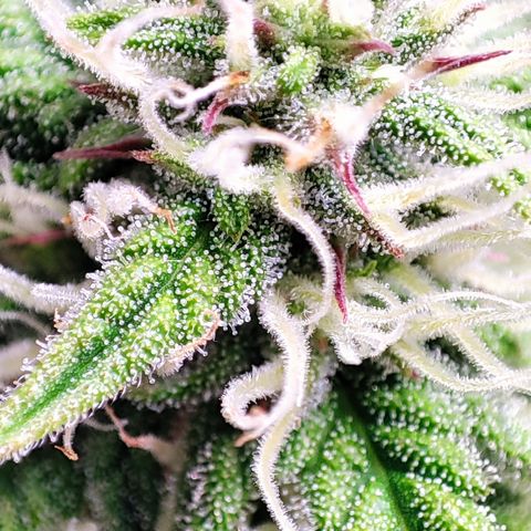 Apple Fritter Auto growlog timeline photo