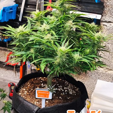Wedding Cake 3 growlog timeline photo