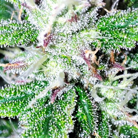 Wedding Cake 3 growlog timeline photo