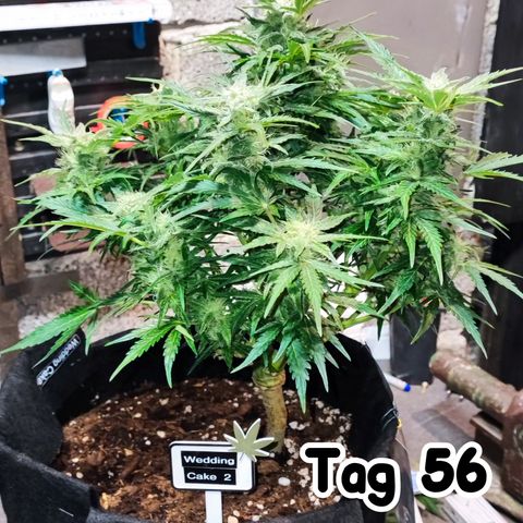 Wedding Cake 2 growlog timeline photo