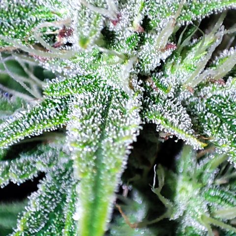 Wedding Cake 1 growlog timeline photo
