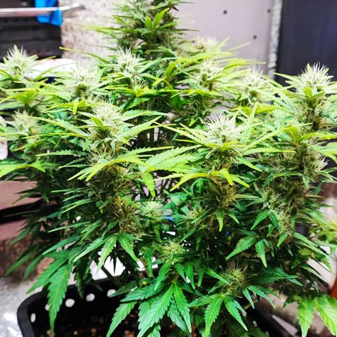 Wedding Cake 1 growlog timeline photo