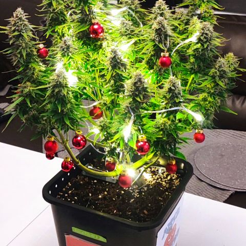 Apple Fritter Auto growlog timeline photo