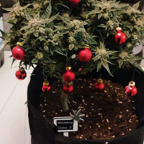 Wedding Cake 2 growlog timeline photo