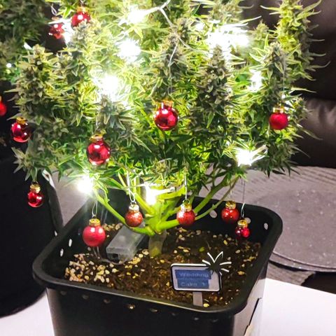 Wedding Cake 1 growlog timeline photo