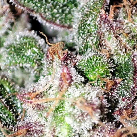 Wedding Cake 2 growlog photo: Erntetag