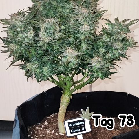 Wedding Cake 2 growlog photo: Erntetag