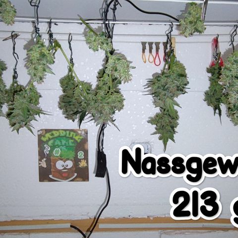 Wedding Cake 2 growlog timeline photo