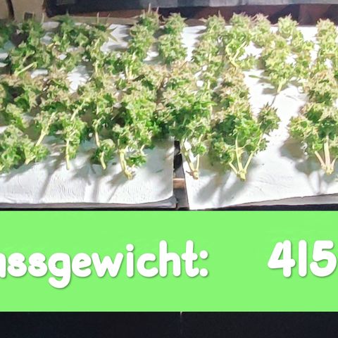 Apple Fritter Auto growlog timeline photo