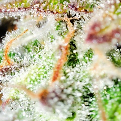 Apple Fritter Auto growlog timeline photo