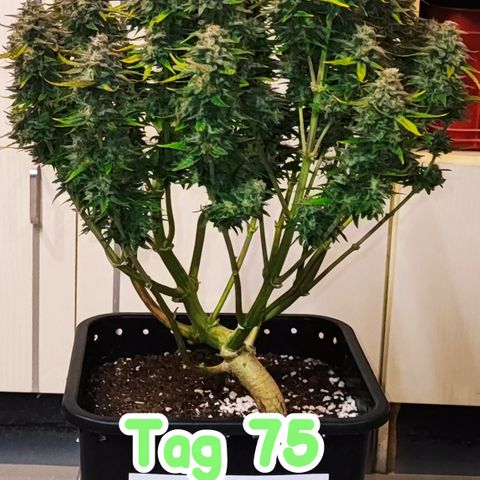 Apple Fritter Auto growlog timeline photo