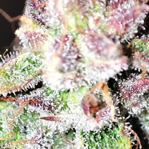 Wedding Cake 1 growlog timeline photo