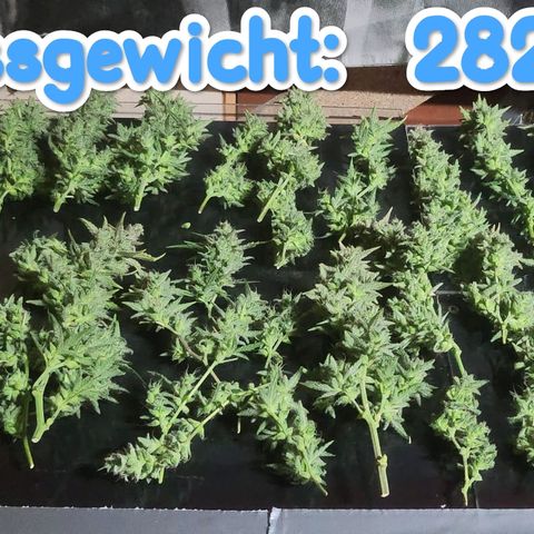 Wedding Cake 1 growlog timeline photo