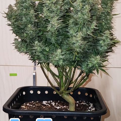 Wedding Cake 1 growlog timeline photo