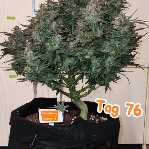 Wedding Cake 3 growlog timeline photo