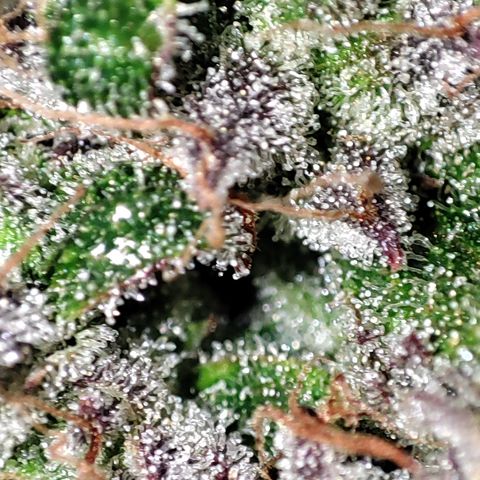 Wedding Cake 3 growlog timeline photo