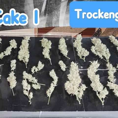 Wedding Cake 1 growlog timeline photo