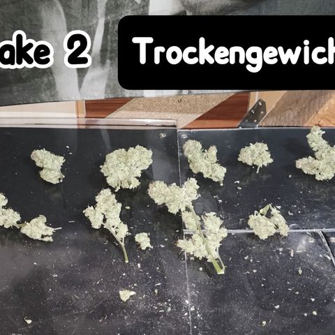 Wedding Cake 2 growlog timeline photo