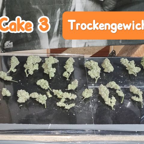 Wedding Cake 3 growlog timeline photo