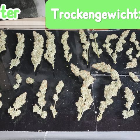 Apple Fritter Auto growlog timeline photo