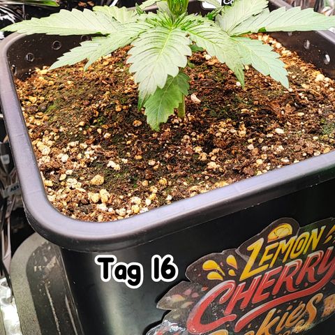 Lemon Cherry Cookies (Drea) growlog timeline photo