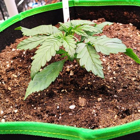 Tropicana Cookies (Birgit) growlog timeline photo