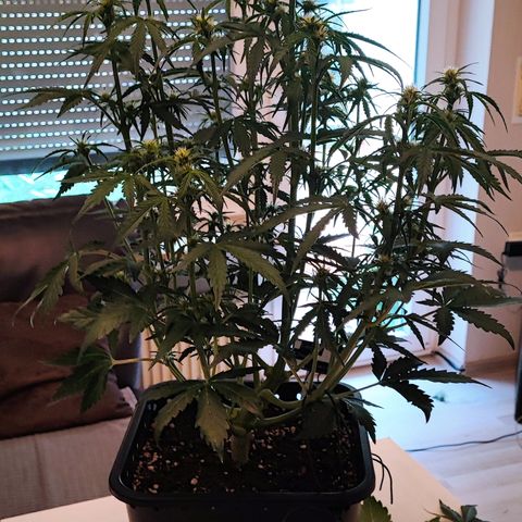 Lemon Cherry Cookies (Drea) growlog timeline photo