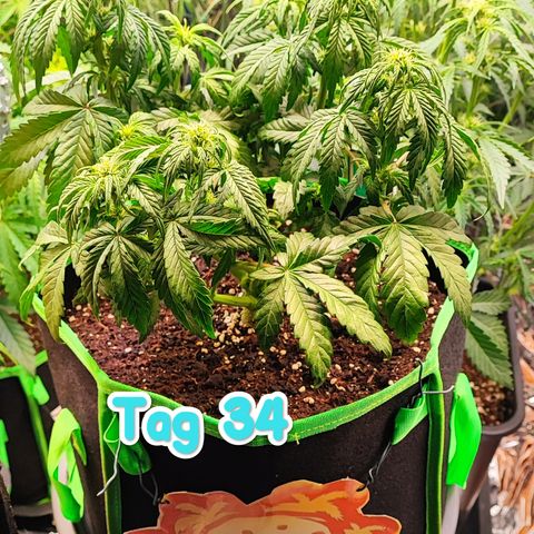 Tropicana Cookies (Birgit) growlog timeline photo