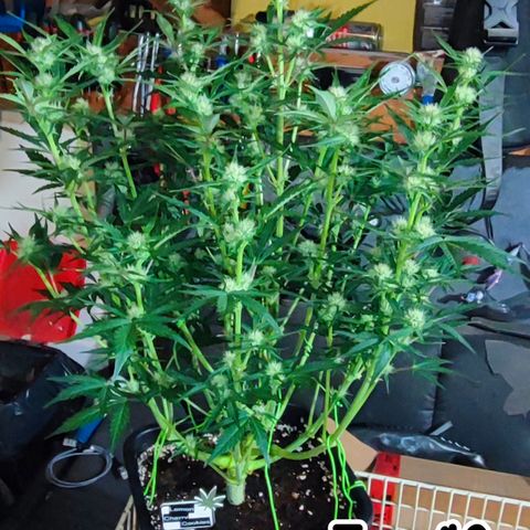 Lemon Cherry Cookies (Drea) growlog timeline photo