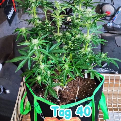 Tropicana Cookies (Birgit) growlog timeline photo