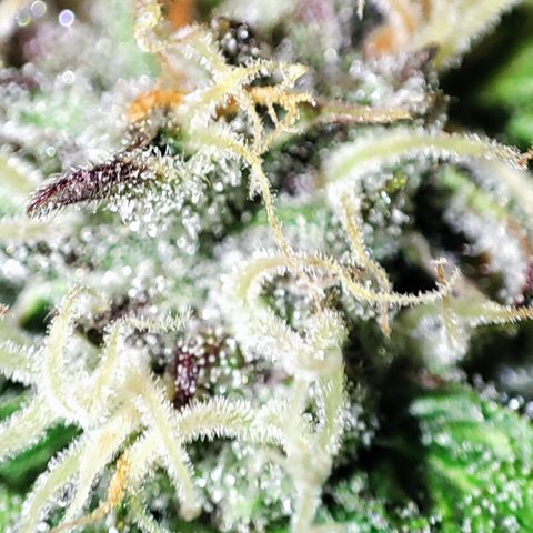 Lemon Cherry Cookies (Drea) growlog timeline photo