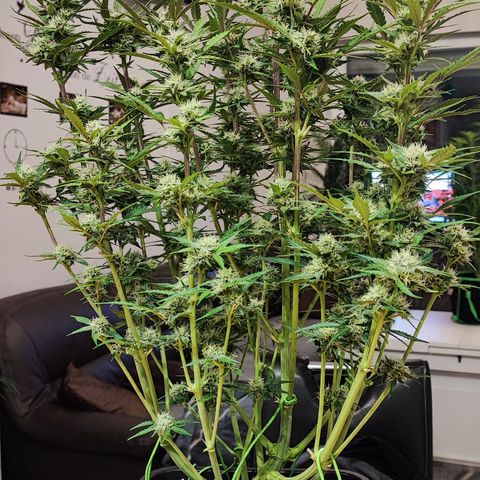 Lemon Cherry Cookies (Drea) growlog timeline photo