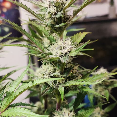 Lemon Cherry Cookies (Drea) growlog timeline photo