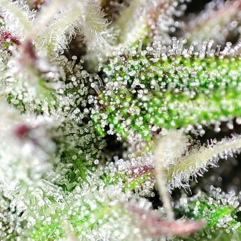 Tropicana Cookies (Birgit) growlog timeline photo