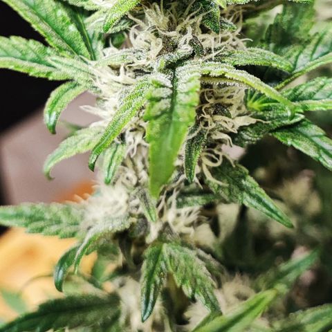 Tropicana Cookies (Birgit) growlog timeline photo