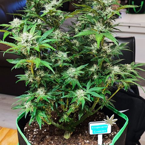 Tropicana Cookies (Birgit) growlog timeline photo