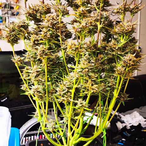 Lemon Cherry Cookies (Drea) growlog timeline photo
