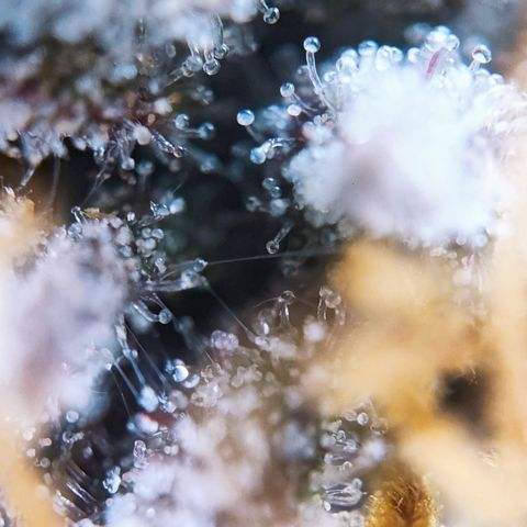 Lemon Cherry Cookies (Drea) growlog timeline photo