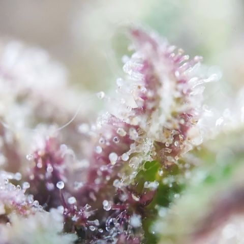 Tropicana Cookies (Birgit) growlog timeline photo