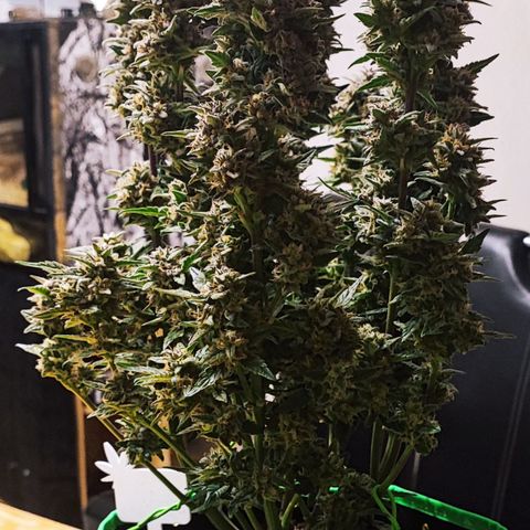Tropicana Cookies (Birgit) growlog timeline photo