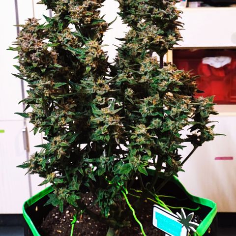 Tropicana Cookies (Birgit) growlog timeline photo