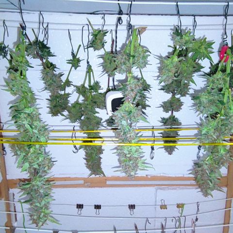 Tropicana Cookies (Birgit) growlog timeline photo
