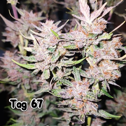 Lemon Cherry Cookies (Drea) growlog timeline photo